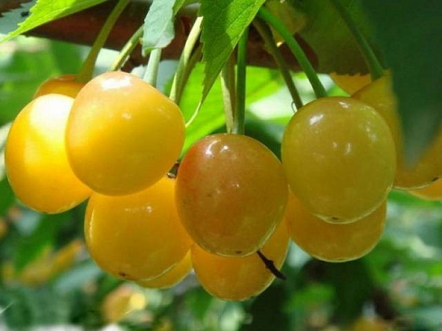 Черешня Дрогана Желтая